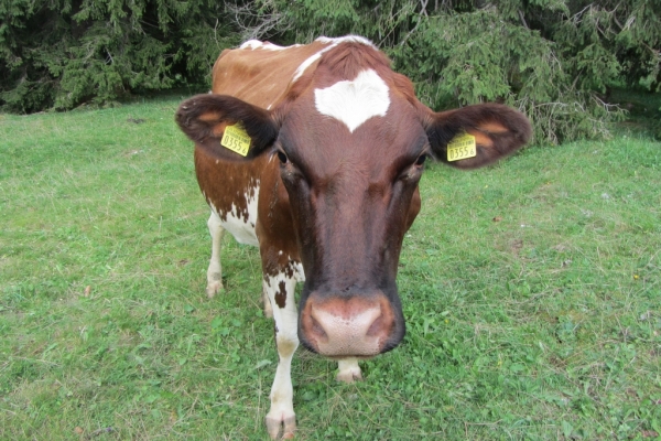 Bois, chaux, murs et vaches