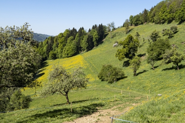 Dans la forêt de Derrière le Château