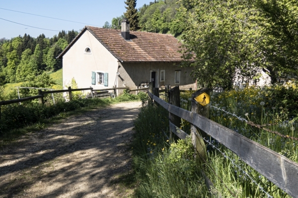 Dans la forêt de Derrière le Château