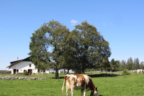 Bois, chaux, murs et vaches