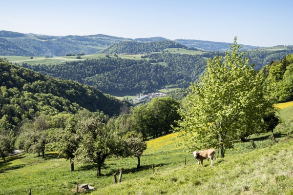 Dans la forêt de Derrière le Château