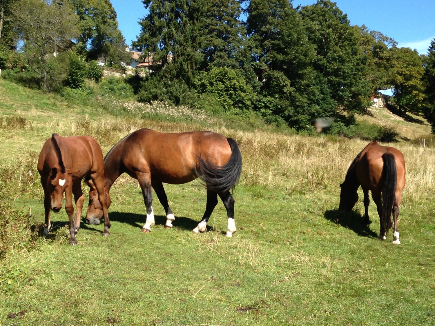 Chevaux Etang Gruère