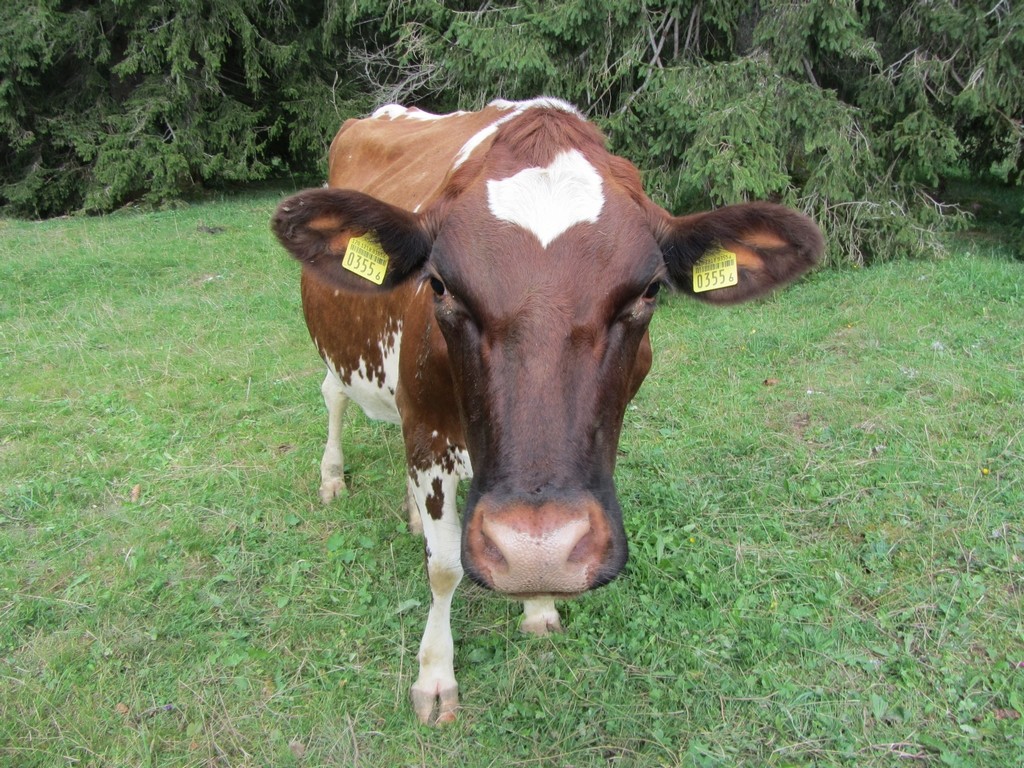 Une vache affectueuse