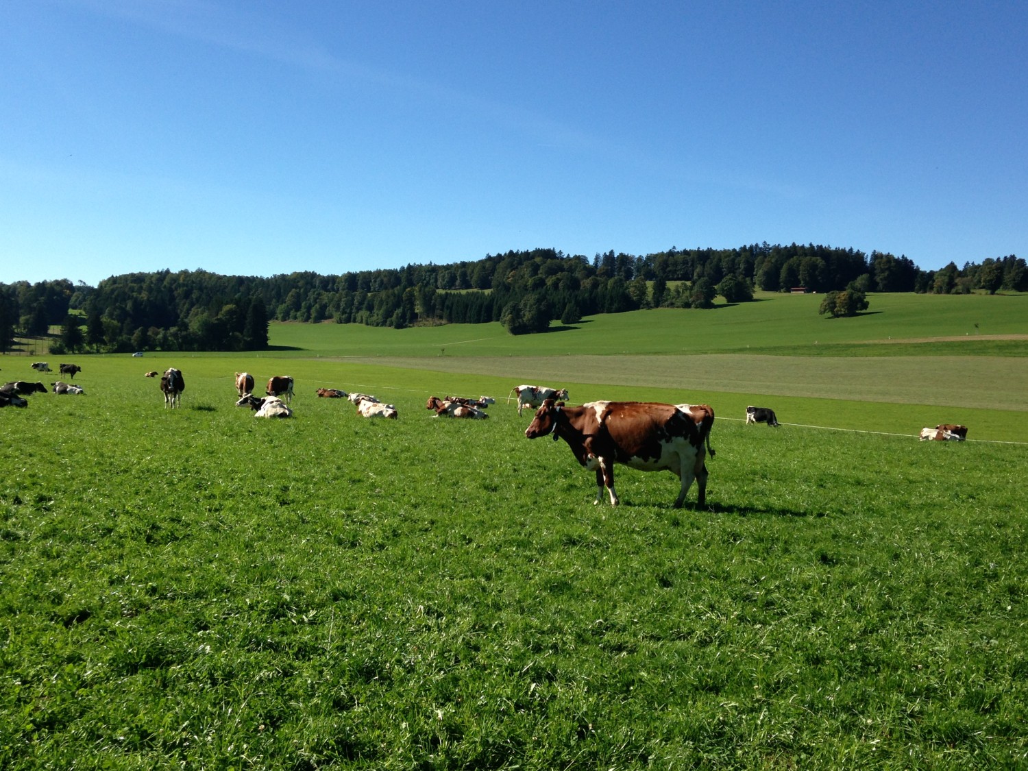 Vaches près de la Chaux-des-Breuleux