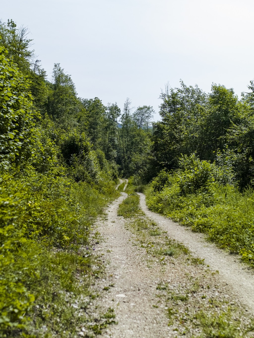 Chemin Forêts du Champé