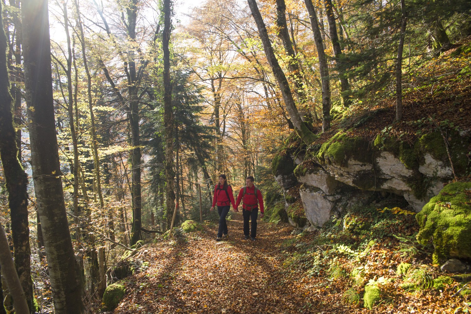 Forêt en automne avec rando....