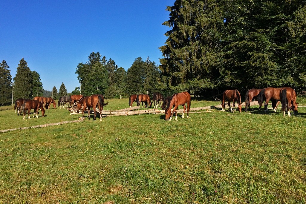 Chevaux_Franches-Montagnes