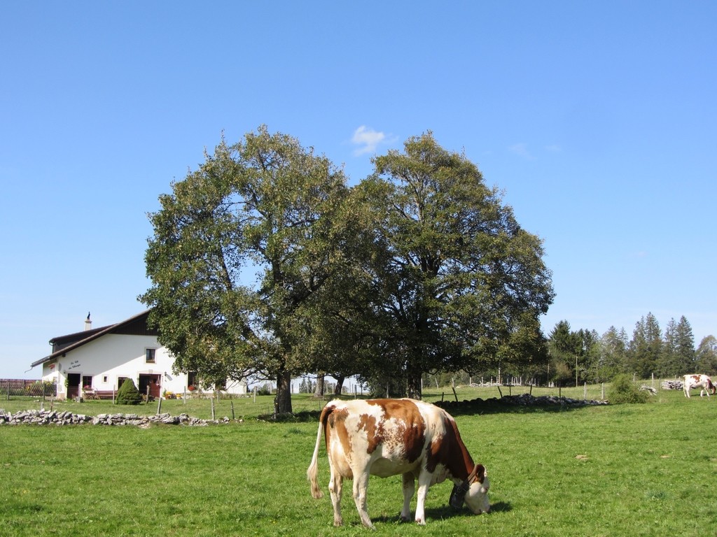 5_Vaches et murs de pierres sèches