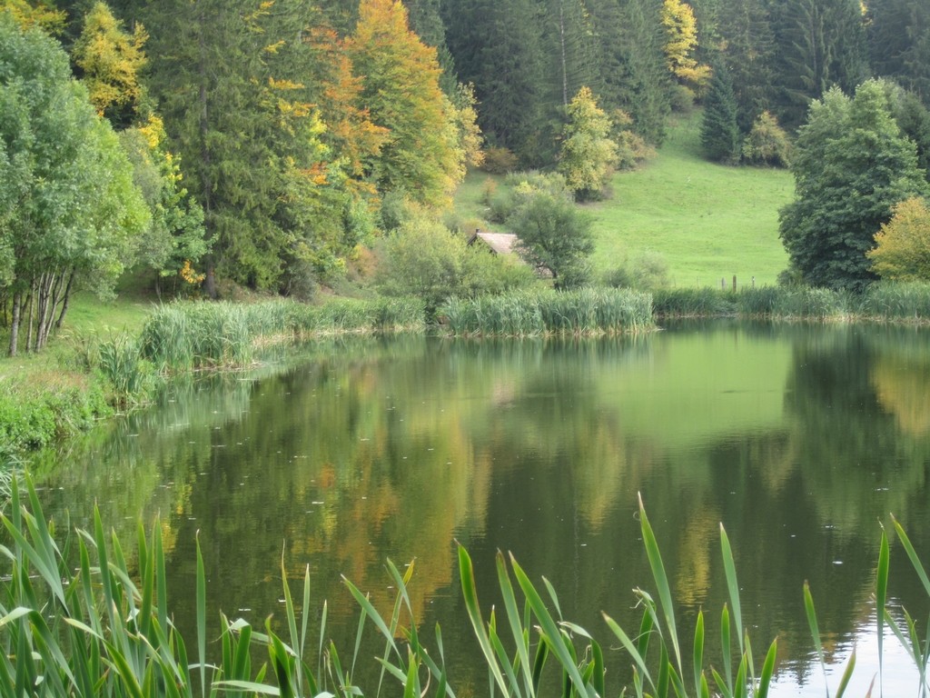 Reflets sur l'étang