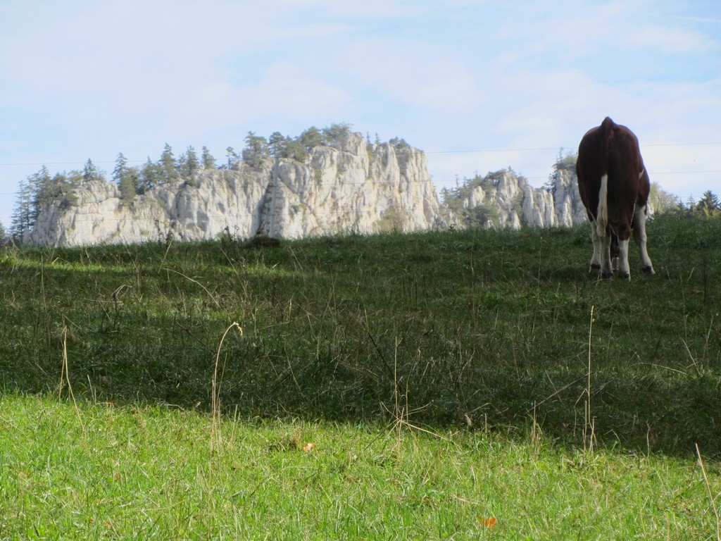 Vue sur les Sommêtres avec vache