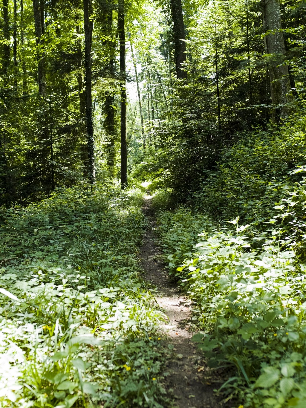 Sentier Forêt du Rosé