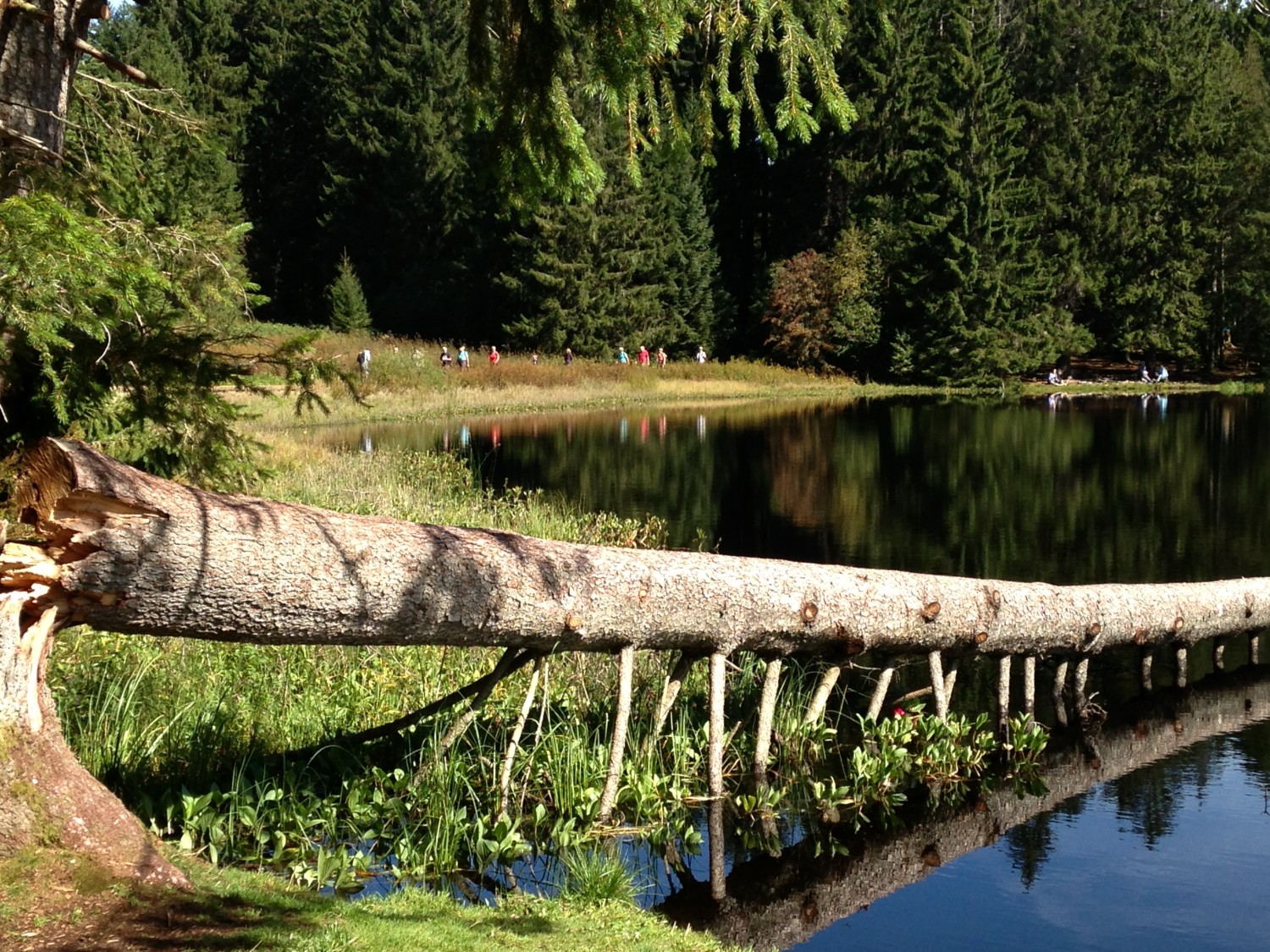 Etang de la Gruère